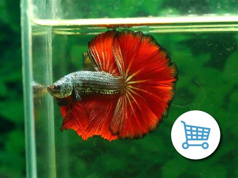 best online betta fish shop.